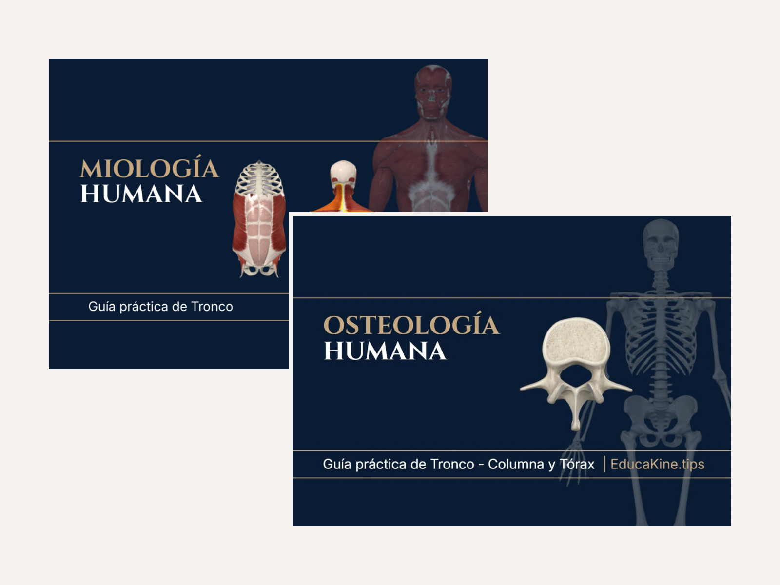 Tronco: Miología + Osteología