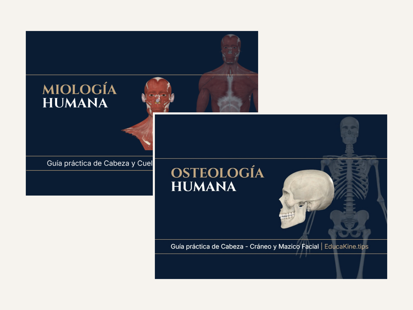 Cabeza: Miología + Osteología