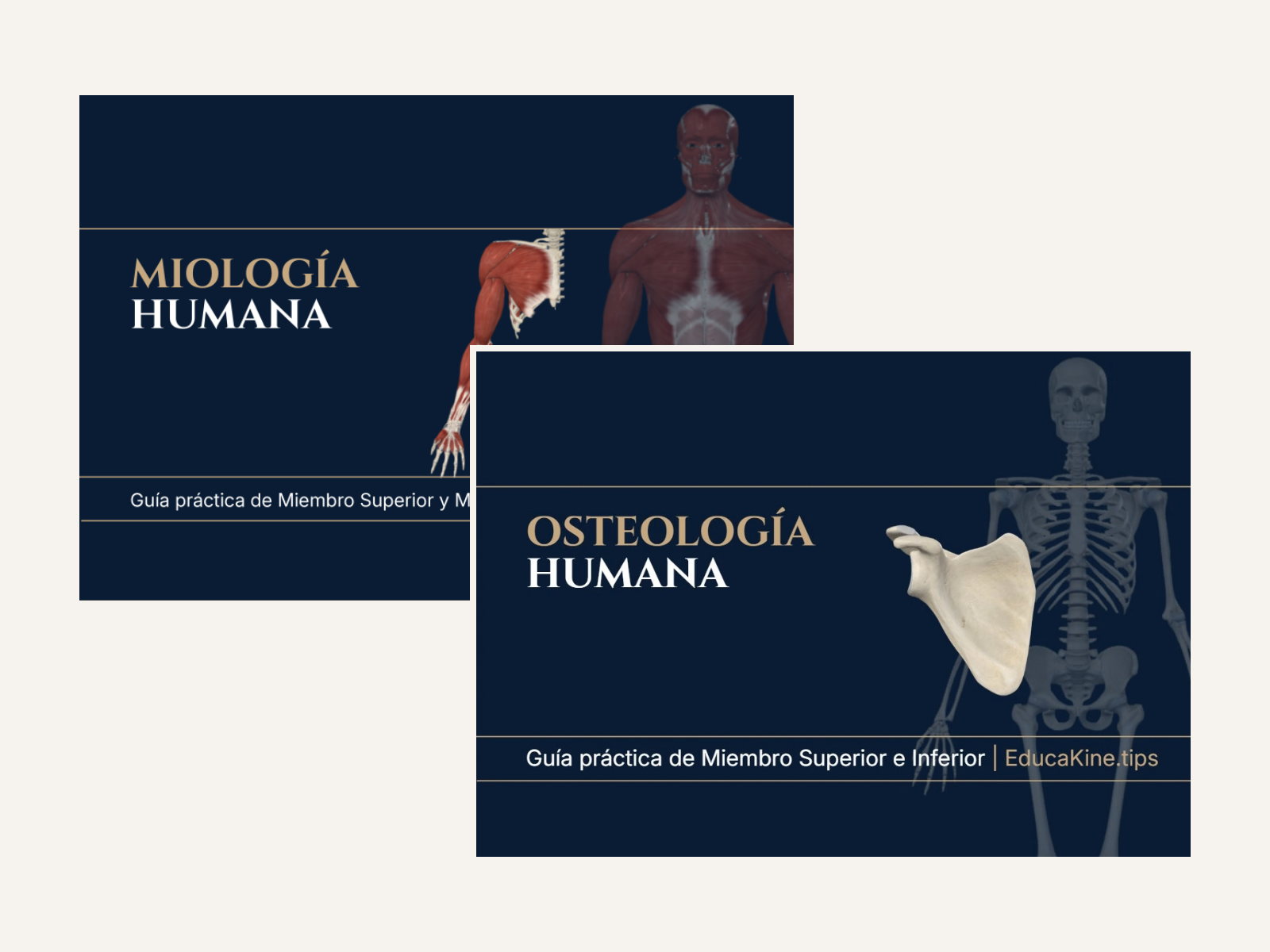Miembros: Miología + Osteología